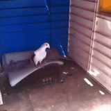 Smoocal the guy from the "Da Police Are Afta Me" Vine AI voice text to speech and AI music cover generator