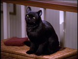 Salem Saberhagen (STTW) AI voice text to speech and AI music cover generator