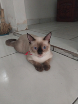 Rosa de saron  AI voice text to speech and AI music cover generator