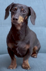 Daphne (Crusoe the dachshund) (English dub) AI voice text to speech and AI music cover generator