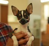 Cure Wonderful (JP)(Wonderful Precure!)(OV2) AI voice text to speech and AI music cover generator