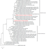 Mr Gorila (Cantor) (300) Epochs AI voice text to speech and AI music cover generator