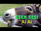 Eşek sesi AI voice text to speech and AI music cover generator