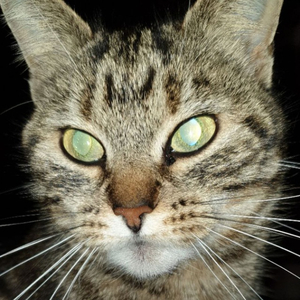 Lelo72 AI cover generator