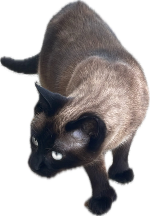 Siamese Cat (Rerelease) AI cover generator