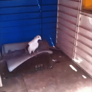 Smoocal the guy from the "Da Police Are Afta Me" Vine AI cover generator