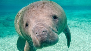 fatman scoop AI cover generator