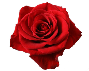 타 AI cover generator