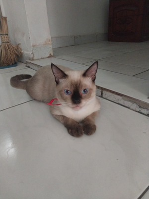 Rosa de saron  AI cover generator