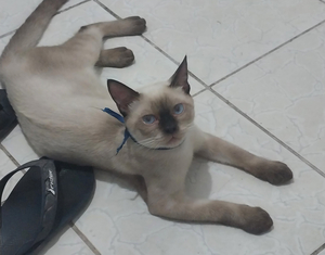 RS AI cover generator