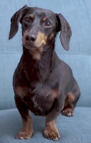 Daphne (Crusoe the dachshund) (English dub) AI cover generator