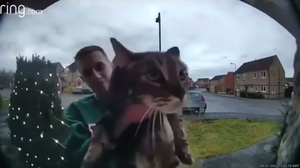 MAAOW (Doorbell Cat) AI cover generator