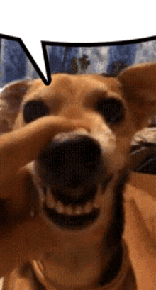 The dog that sings la la la AI cover generator