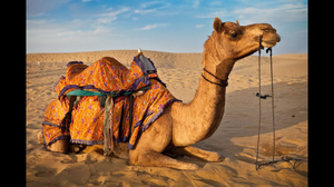 Camel Sounds AI cover generator