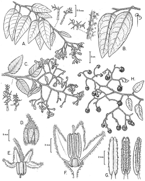 Dudu (João Batista) Dataset: 5:30 AI cover generator