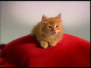 Whiskers, The Kitten Who Can Name Fruit AI cover generator