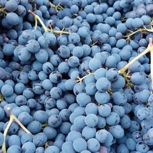 Chris McLean (A tutto reality/Total Drama) (Italian voice, Alessandro Quarta) (REPOST) AI cover generator