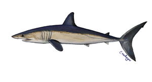 Mako AI cover generator