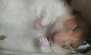 A Literal Earthquake AI cover generator