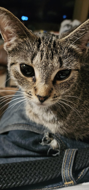 A Literal Tornado AI cover generator