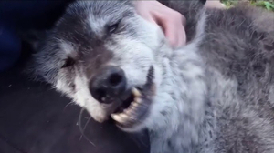 HappyWolf (Russian YouTuber) AI cover generator