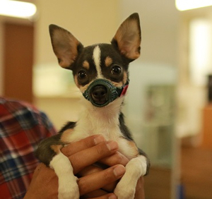 Cure Wonderful (JP)(Wonderful Precure!)(OV2) AI cover generator