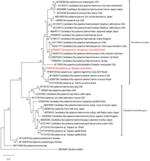 Mr Gorila (Cantor) (300) Epochs AI cover generator