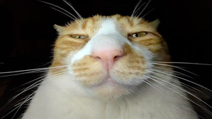 Weird Looking Cat Guy AI cover generator