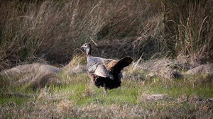 Sett - (,Havrest) (Turkish Voice) AI cover generator