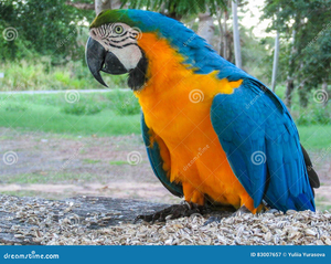 Tropia/pairoT AI cover generator