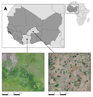 Willian Bonner (150) epochs AI cover generator