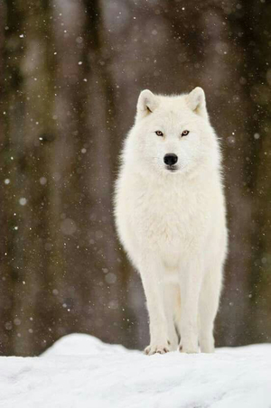 Beyaz Kurt AI cover generator