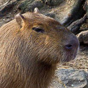 Whirow (Youtuber) AI cover generator