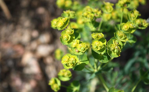 Leafy AI cover generator