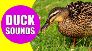 Duck Sound Effect AI cover generator