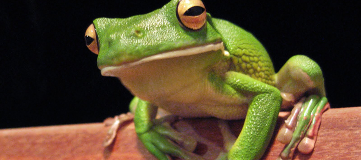 This is the Avatar Image for the frog AI Voice and Text to Speech Generator