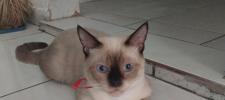 This is the Avatar Image for the Rosa de saron AI Voice and Text to Speech Generator