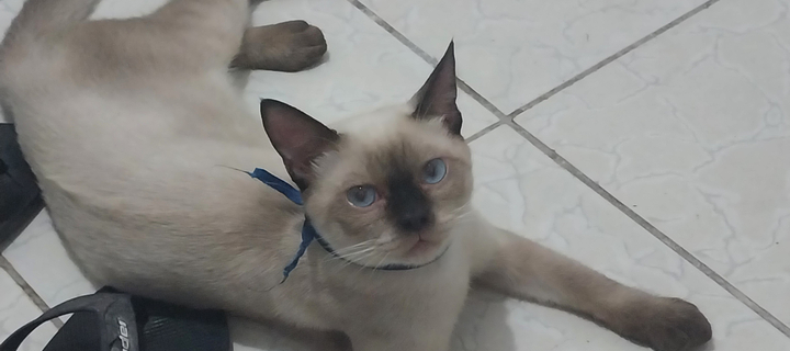 This is the Avatar Image for the RS AI Voice and Text to Speech Generator