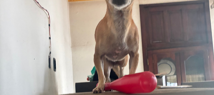 This is the Avatar Image for the Bernabé AI Voice and Text to Speech Generator