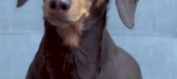 This is the Avatar Image for the Daphne (Crusoe the dachshund) (English dub) AI Voice and Text to Speech Generator