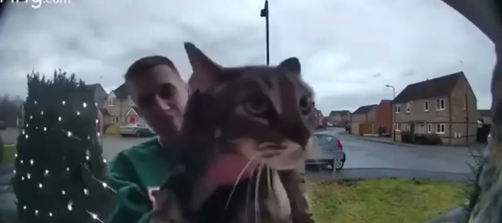 This is the Avatar Image for the MAAOW (Doorbell Cat) AI Voice and Text to Speech Generator