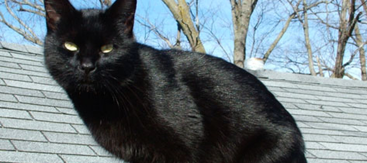 This is the Avatar Image for the Black Cat AI Voice and Text to Speech Generator