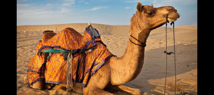 This is the Avatar Image for the Camel Sounds AI Voice and Text to Speech Generator