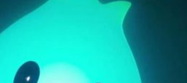 This is the Avatar Image for the Lumalee (Sfavilotto, Super Mario Bros - The Movie, Italian Dub) (REPOST) AI Voice and Text to Speech Generator