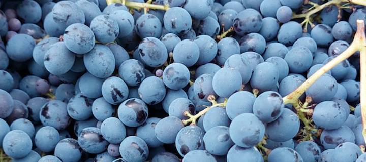 This is the Avatar Image for the Chris McLean (A tutto reality/Total Drama) (Italian voice, Alessandro Quarta) (REPOST) AI Voice and Text to Speech Generator