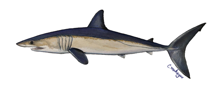 This is the Avatar Image for the Mako AI Voice and Text to Speech Generator