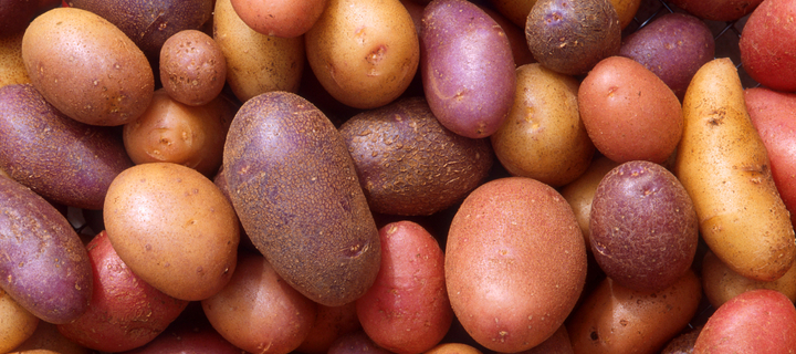 This is the Avatar Image for the PotatOS AI Voice and Text to Speech Generator