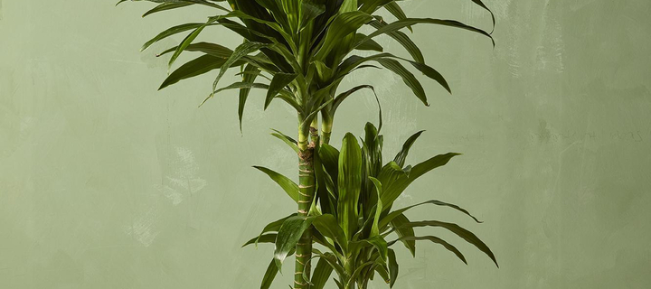 This is the Avatar Image for the Miguelito AI Voice and Text to Speech Generator