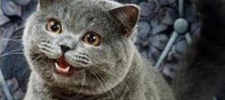 This is the Avatar Image for the Roblox Cheezburger[Ov2Super] AI Voice and Text to Speech Generator