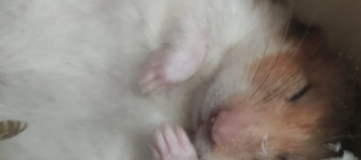 This is the Avatar Image for the A Literal Earthquake AI Voice and Text to Speech Generator